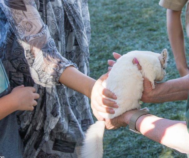 A girl is holding a small white rabbit in her hands.