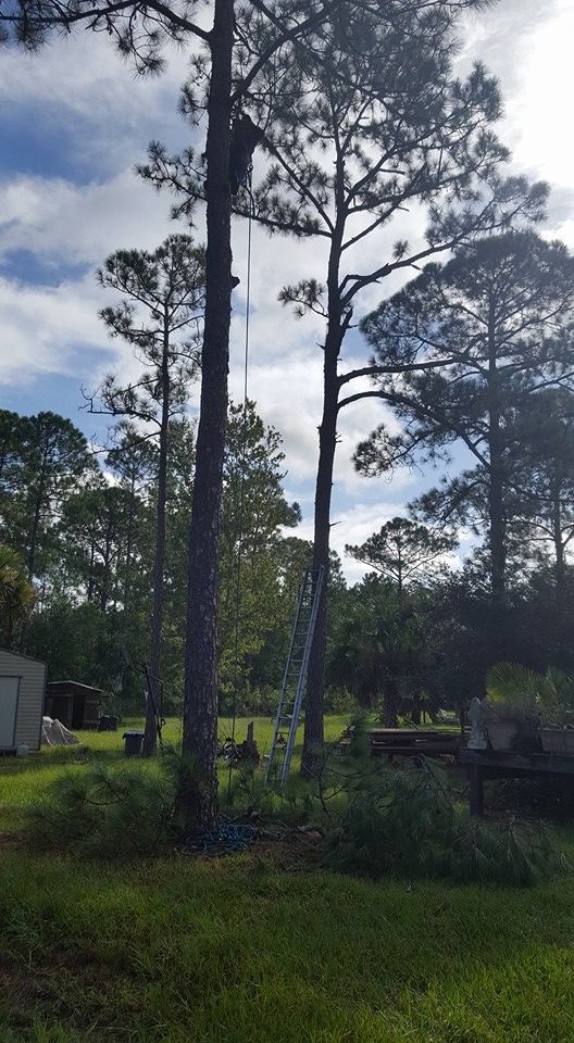 A man is climbing a tree with a ladder.