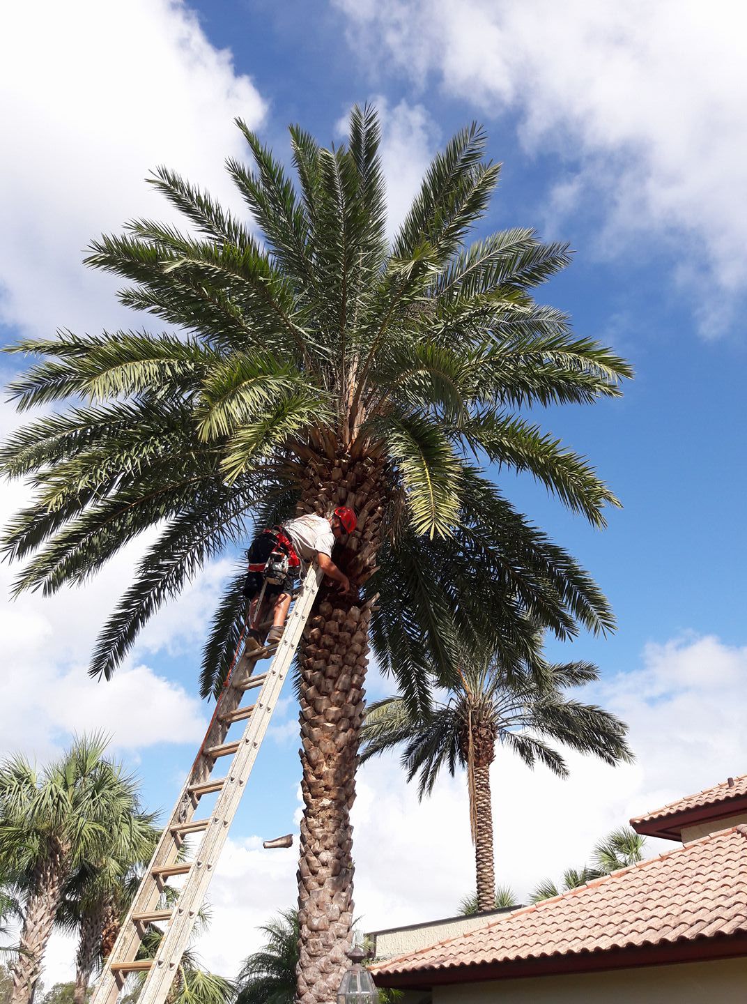 A man is climbing a palm tree with a ladder.