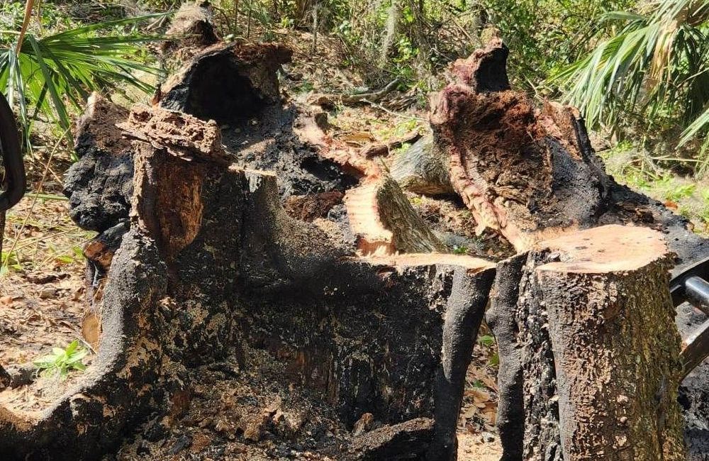 A large tree stump is sitting in the middle of a forest.