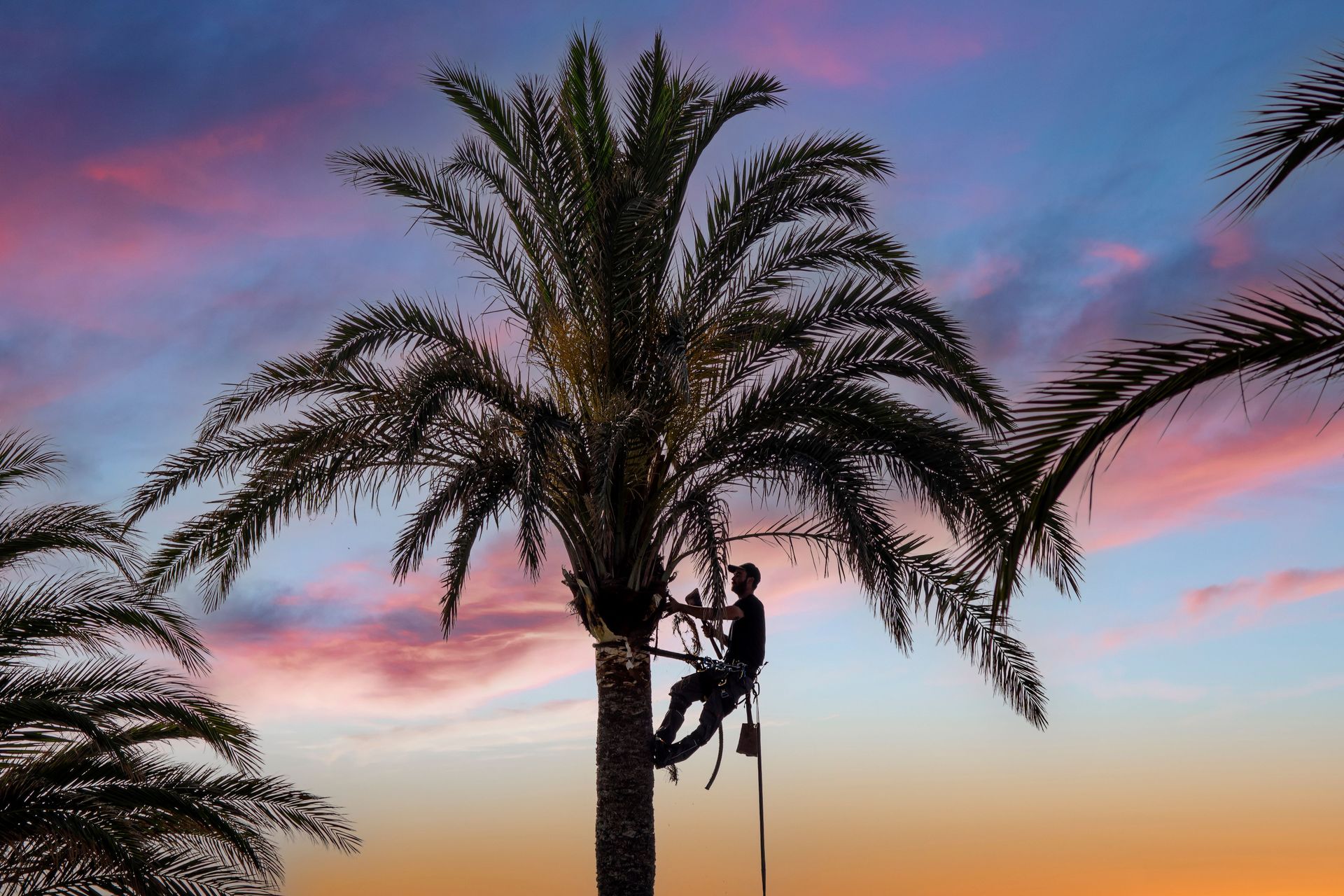 Silhouetted climber on a palm tree at sunset with pink and blue sky