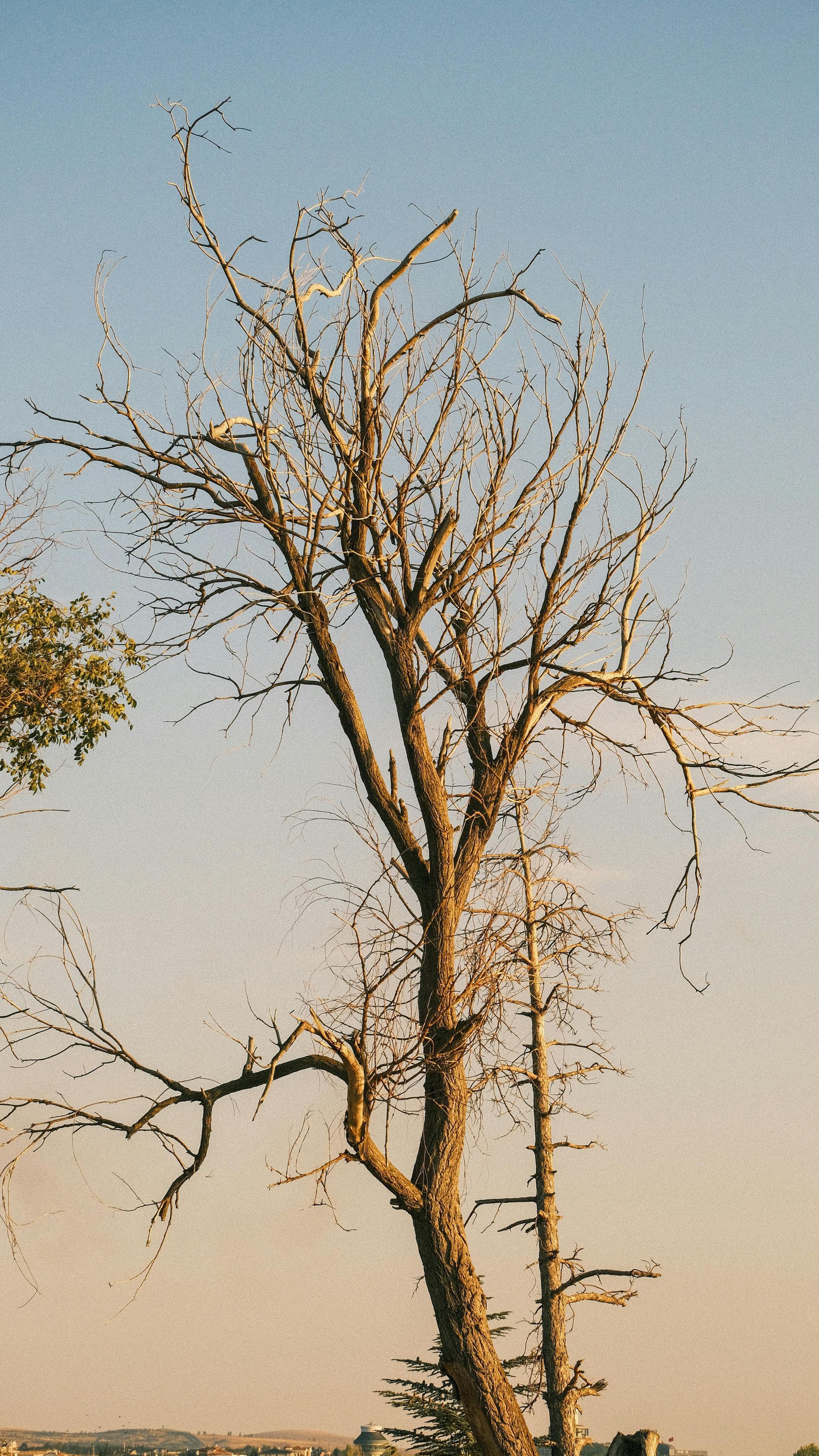 Bare leafless tree against a pale sky at sunset