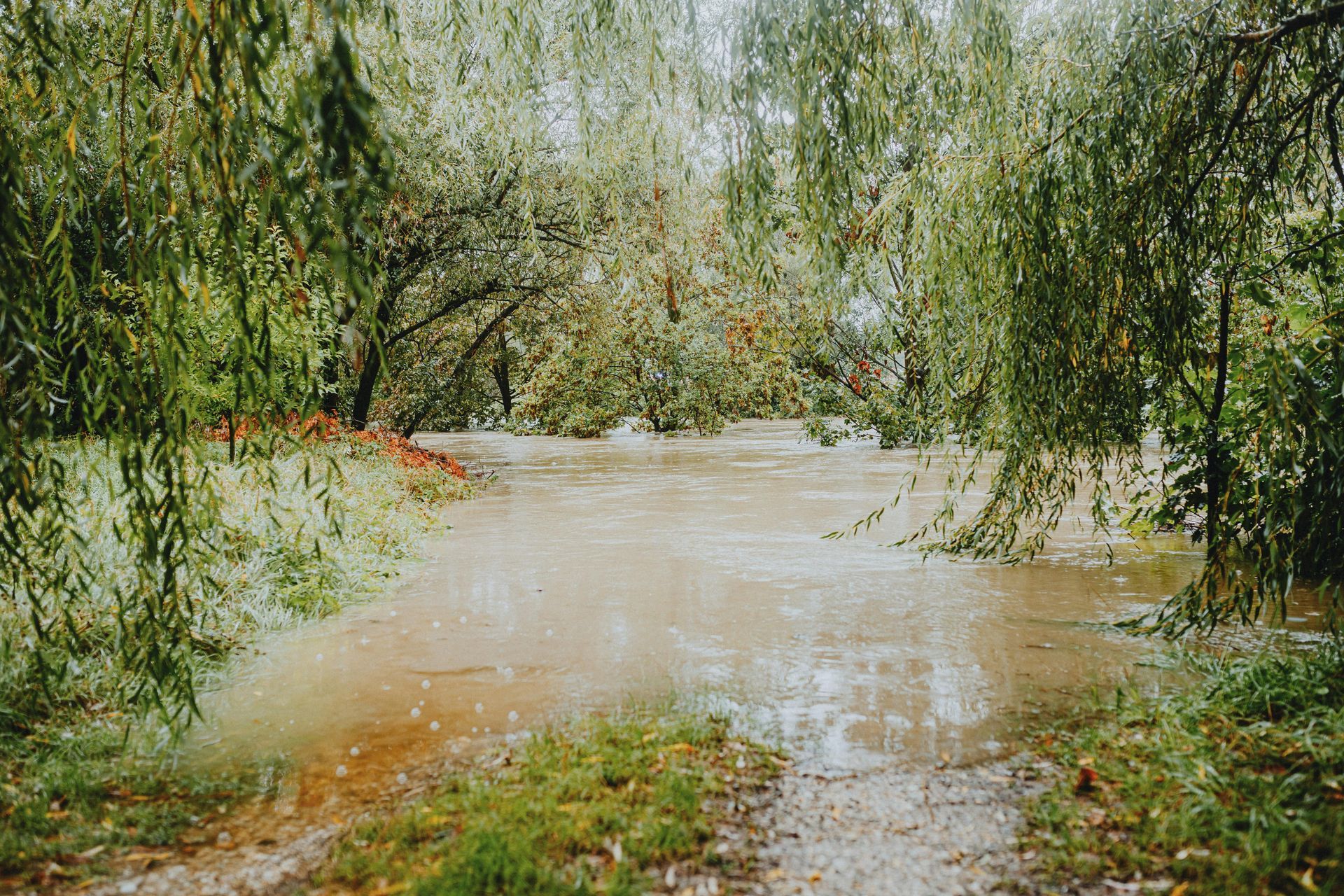Flooded woodland path lined with green trees and overhanging branches