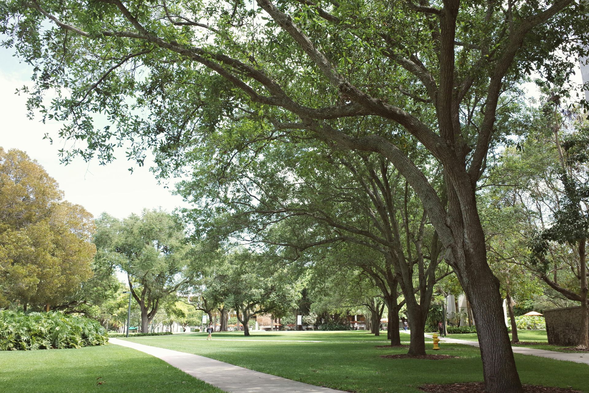 Tree-lined park path with green grass and large shady trees on a sunny day