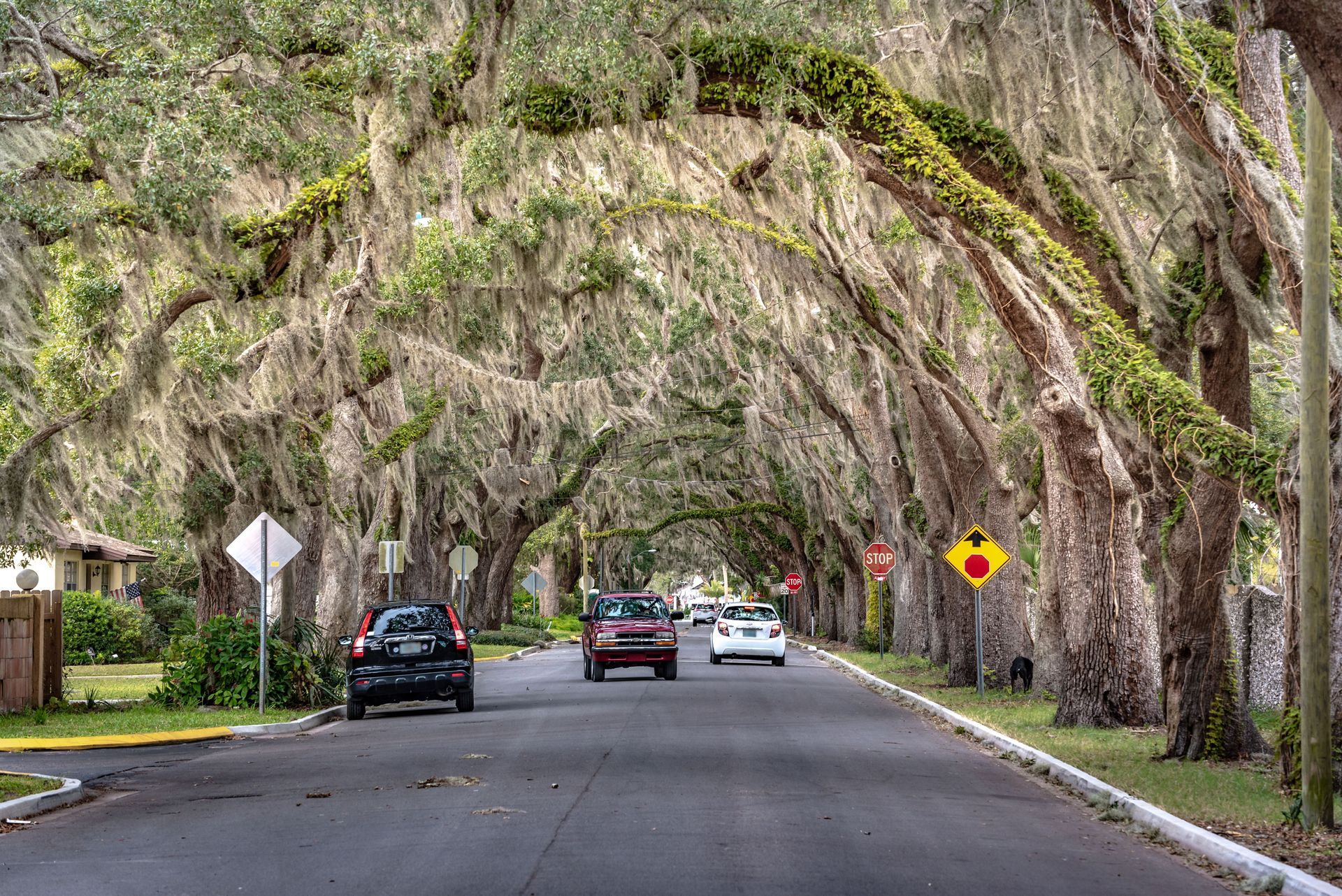 Tree-lined street with cars driving under arching moss-covered branches.