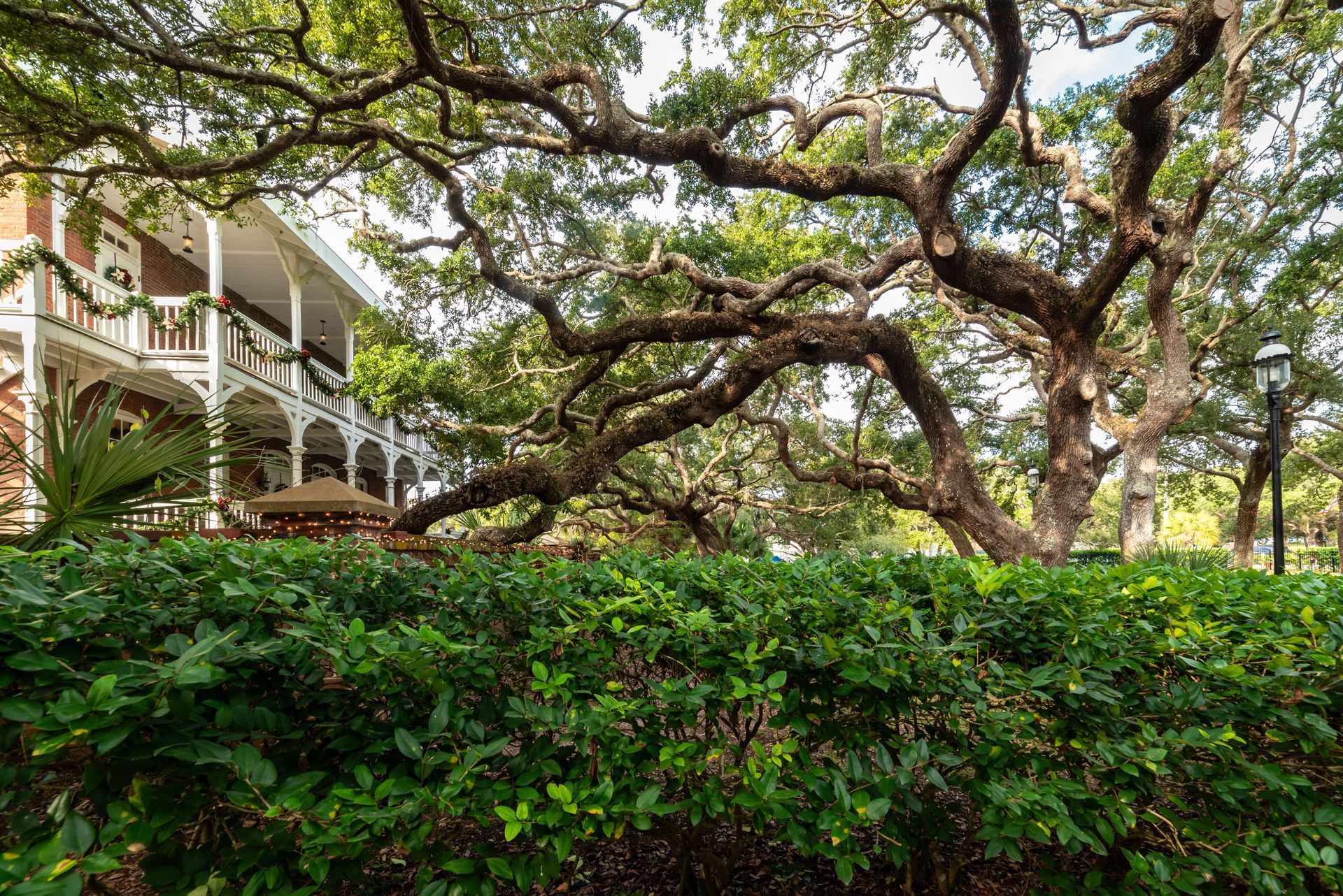 Lush garden with large tree canopy, dense green hedge, and white porch in the background