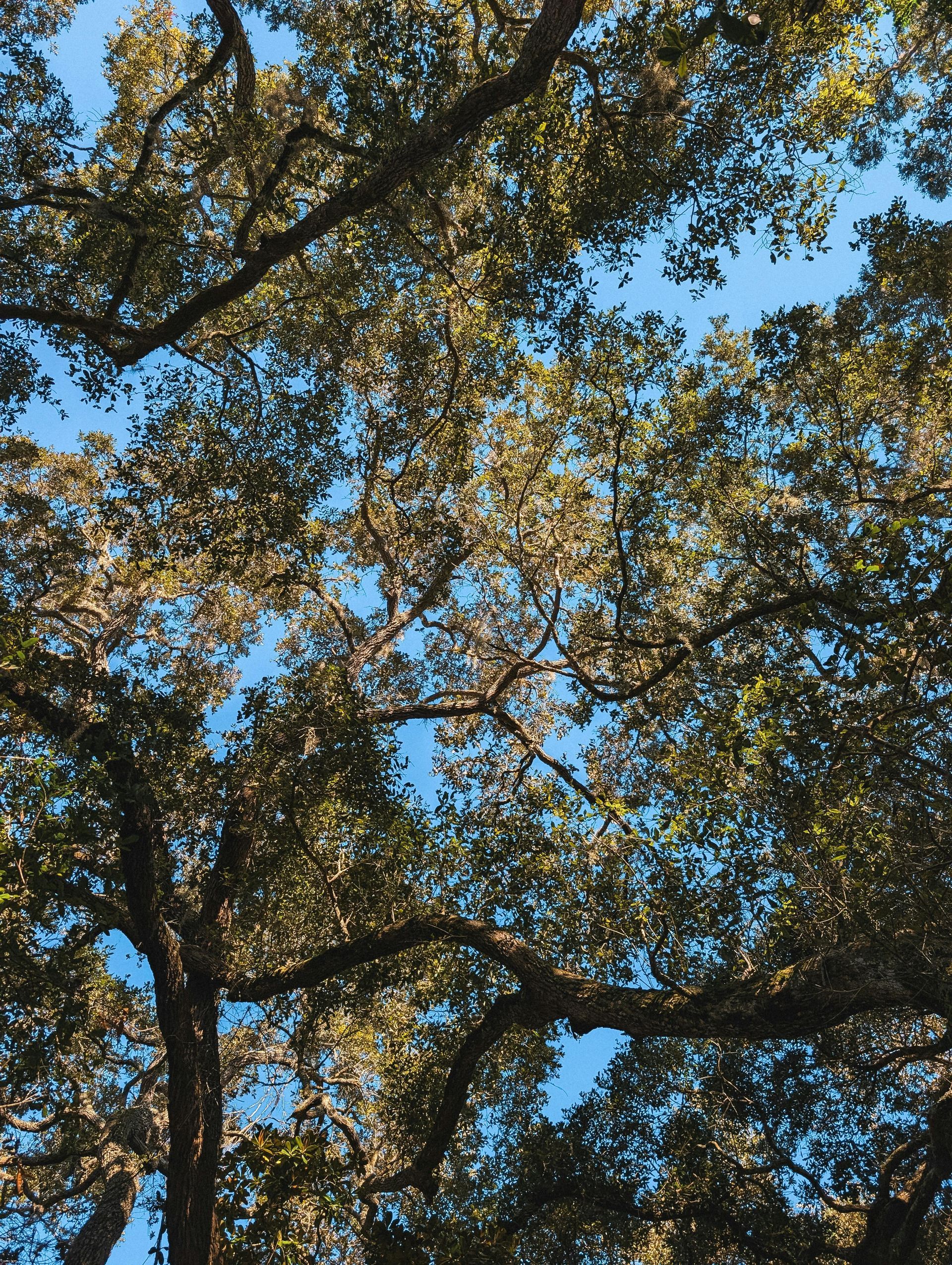 Sunlight filtering through dense green tree branches against a blue sky