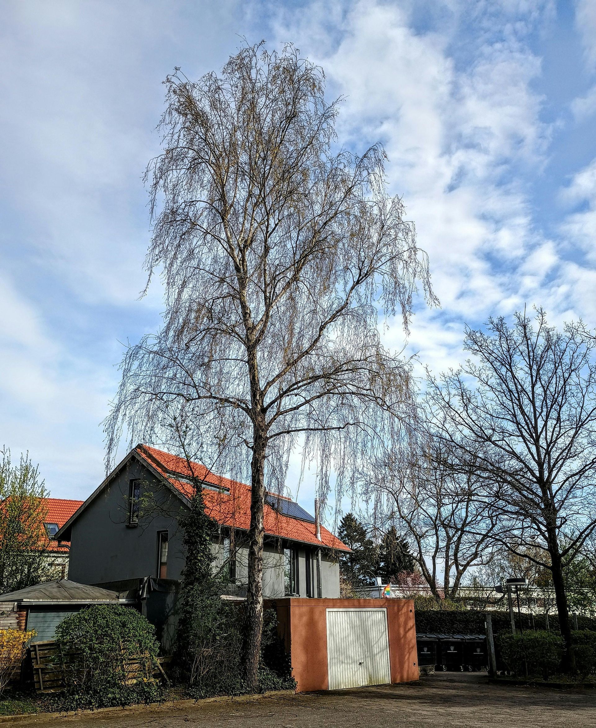 Quiet residential street with a tall bare tree, house with red roof, and a white gate under a blue sky
