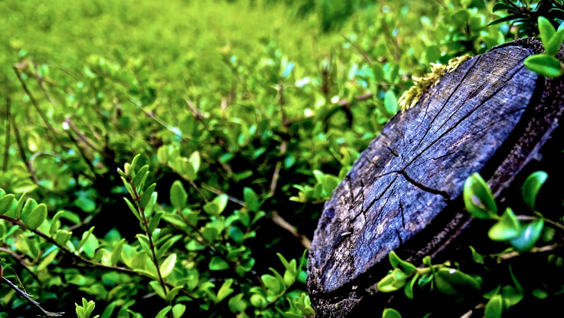 Blue-gray insect on bright green leaves in close-up