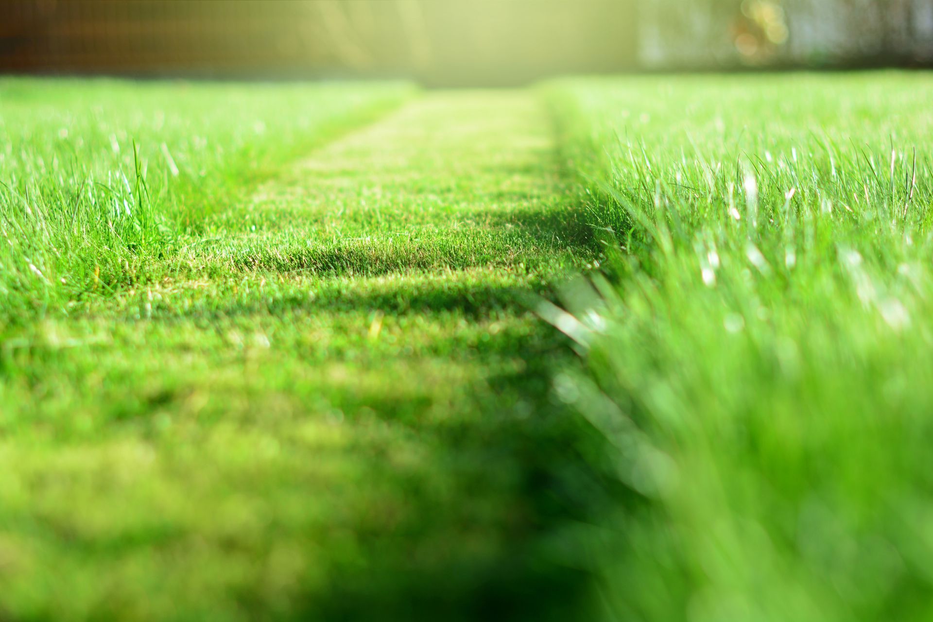 Un chemin dans l'herbe avec le soleil qui brille à travers l'herbe.