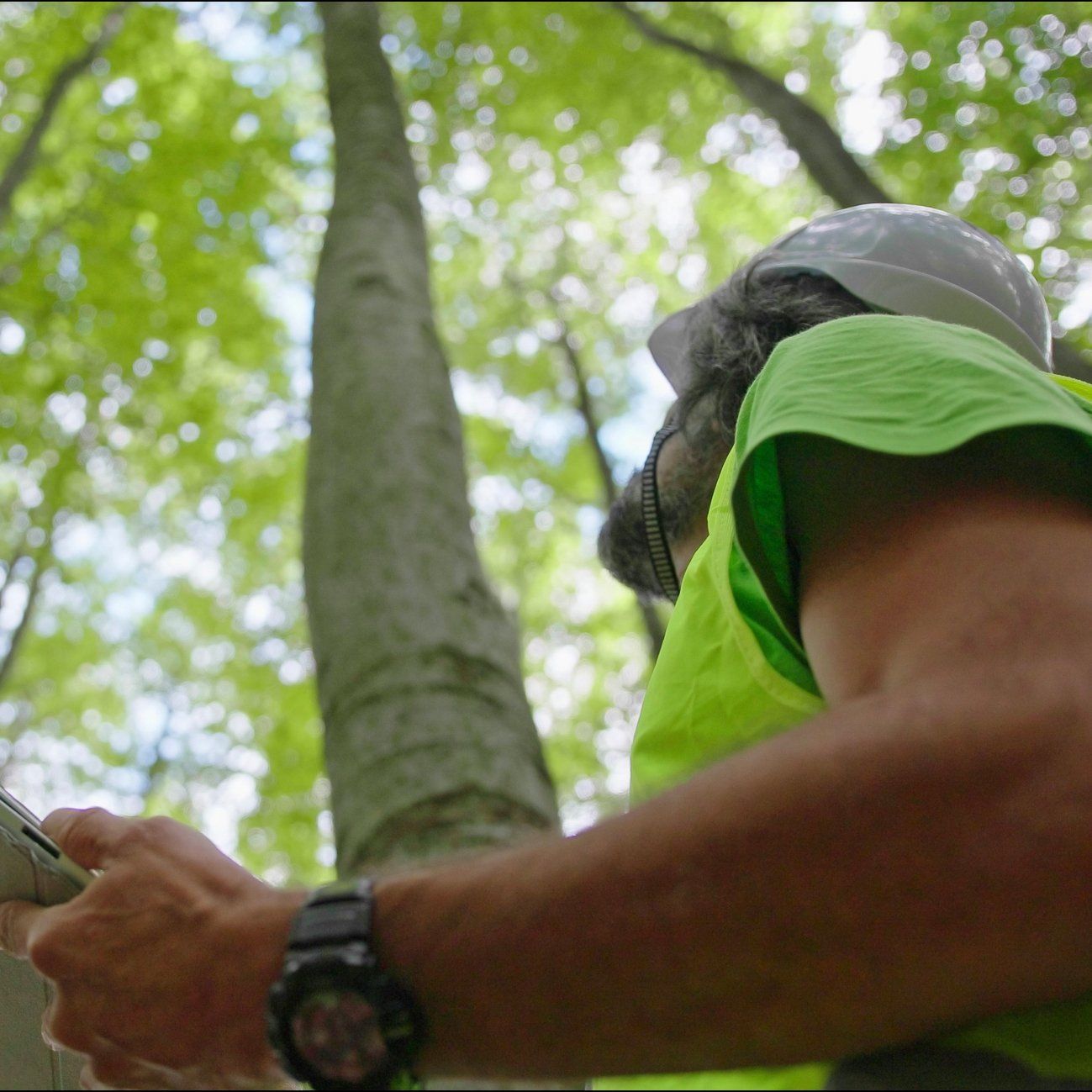 Forester Examines Trees — Palm Coast, FL – Against the Grain Tree Care LLC