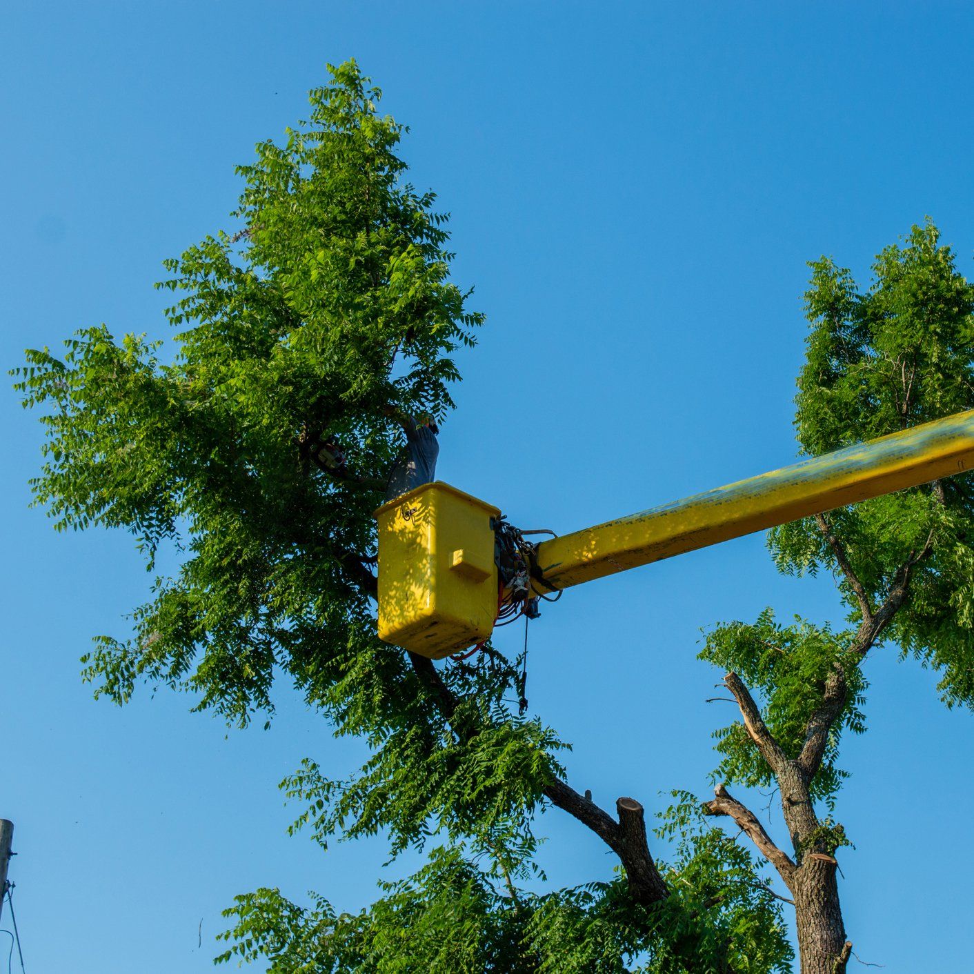 Lumberjack Working — Palm Coast, FL – Against the Grain Tree Care LLC