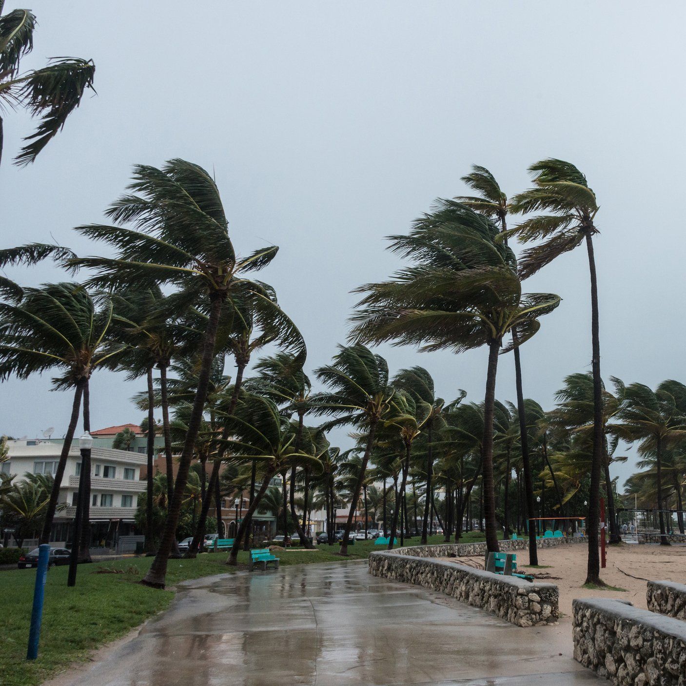 Storm At The Beach — Palm Coast, FL – Against the Grain Tree Care LLC