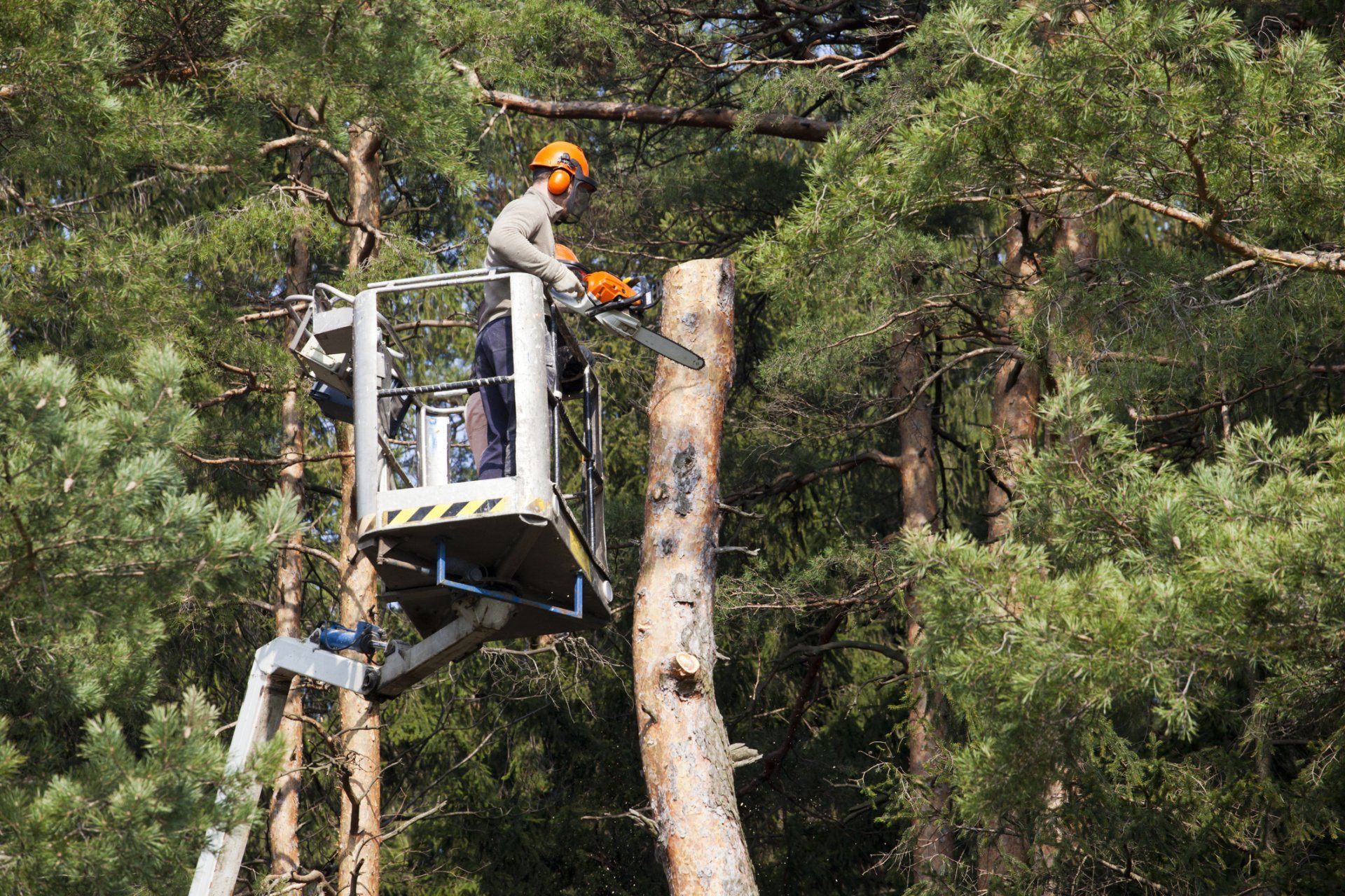 Lumberjacks On High Hydraulic Mobile Platform — Palm Coast, FL – Against the Grain Tree Care LLC