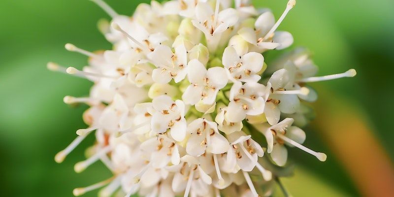 Close-up of a white spherical flower cluster with a green blurred background