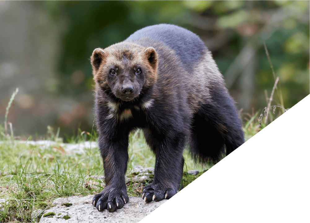 Huntington Woods | Autohaus Service & Sales