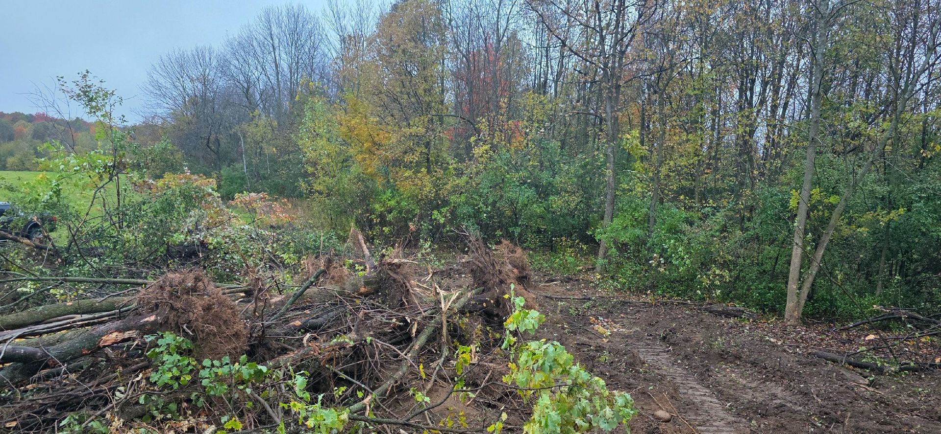 A partially cleared wooded area with fallen tree roots, dirt paths, and dense green and yellow trees in the background.