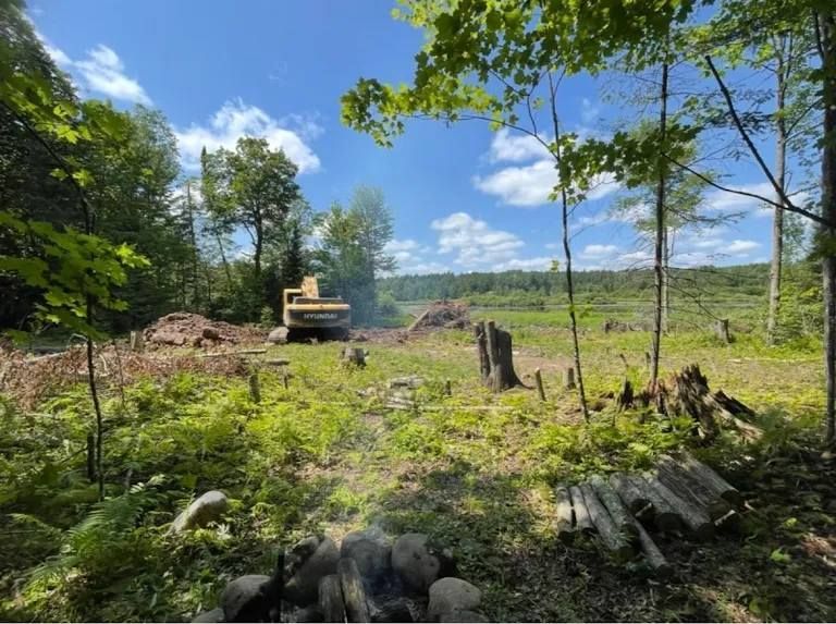 An excavator works in a partially cleared, sunny wooded area with tree stumps, ferns, and a pile of logs in the foreground.