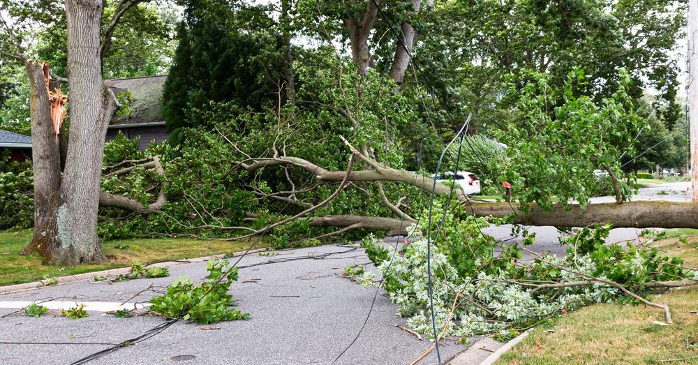 Fallen tree blocking a road, branches and debris scattered. Damage from a storm.