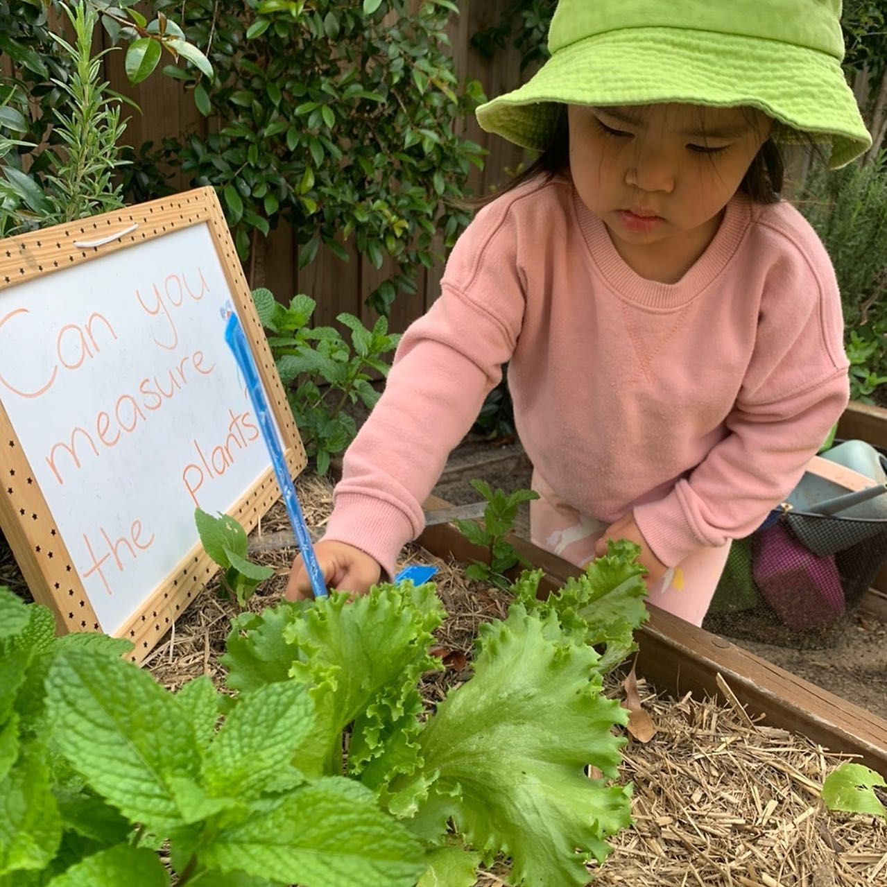 A person wearing a green hat and pink sweater uses a blue ruler to measure plants in a garden, next to a sign.