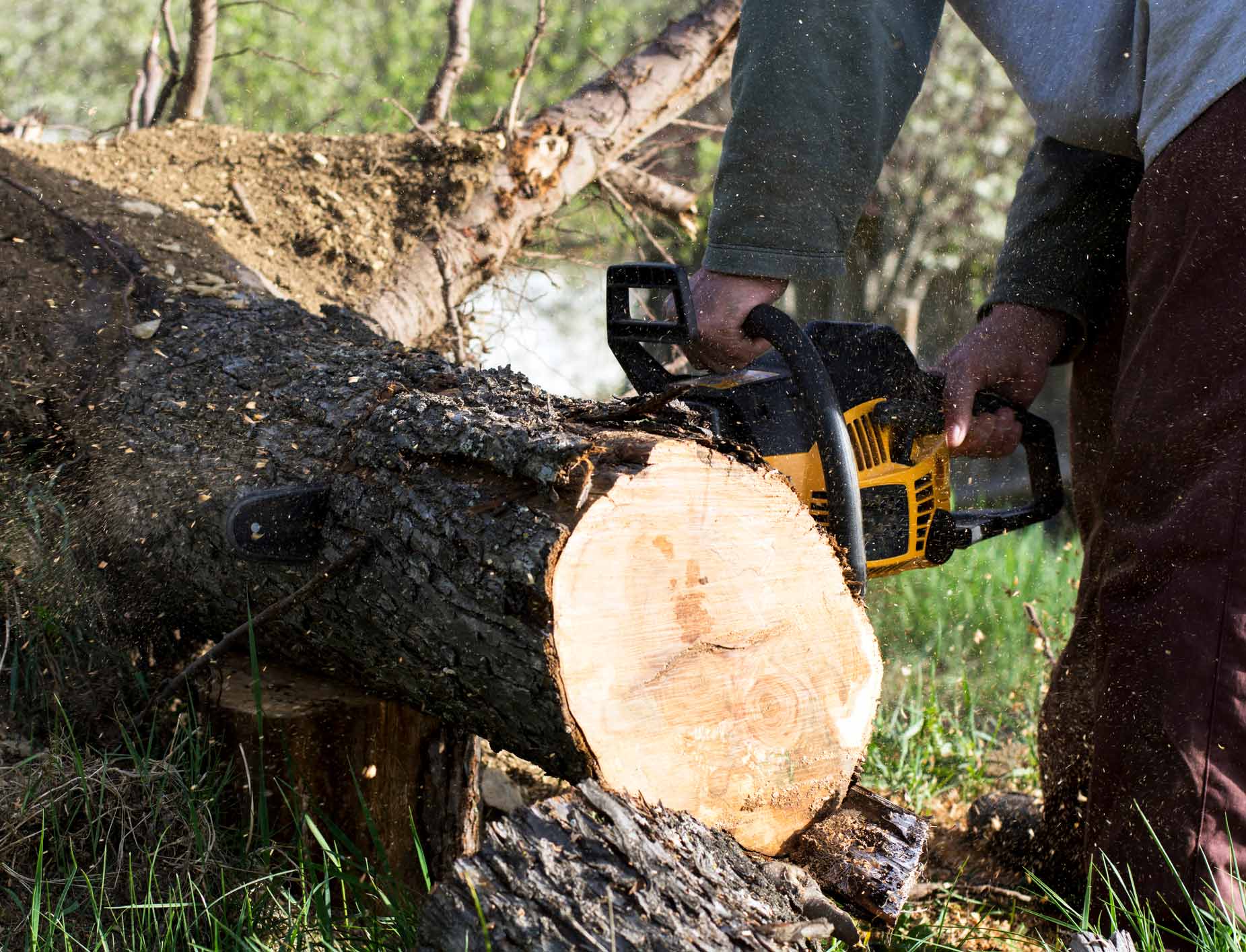 Cutting a Fallen Tree — Selbyville, DE — Timberjack Tree Service, Inc.