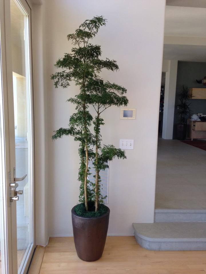A tall, potted tree with green leaves stands against a white wall next to a doorway. The pot is brown, and the floor is wood.