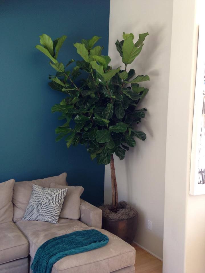 A large fiddle-leaf fig tree in a pot stands in a corner next to a teal wall and a beige couch with a teal throw.