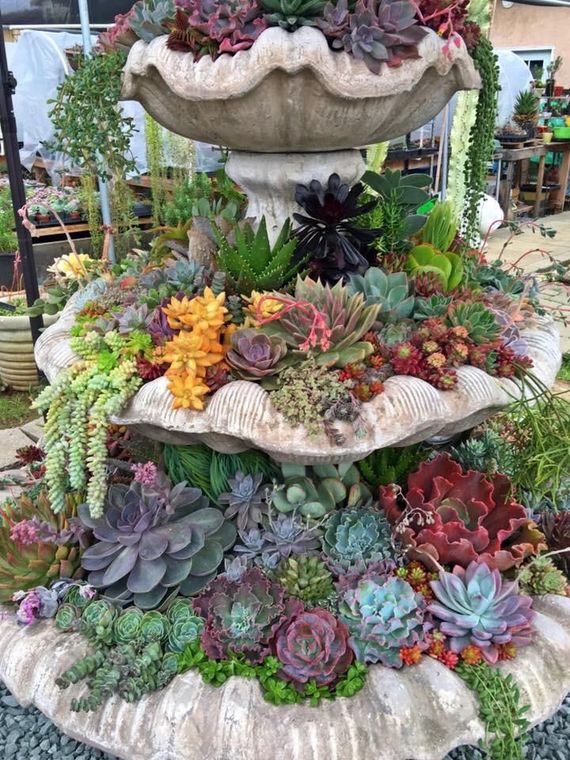 A lush garden bed with moss, succulents, and colorful flowers. A pathway borders the garden.