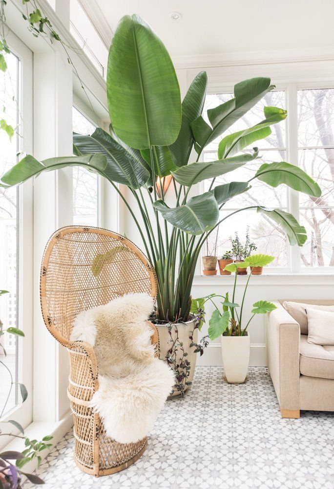 A tall, potted tree with green leaves stands against a white wall next to a doorway. The pot is brown, and the floor is wood.