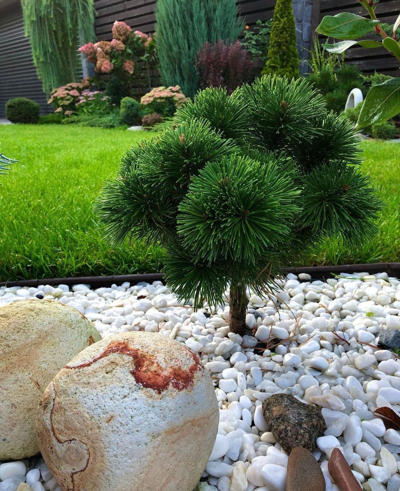 A small, round, green pine tree stands in a bed of white pebbles, with two decorative rocks in the foreground. Lush green grass and other plants are in the background.