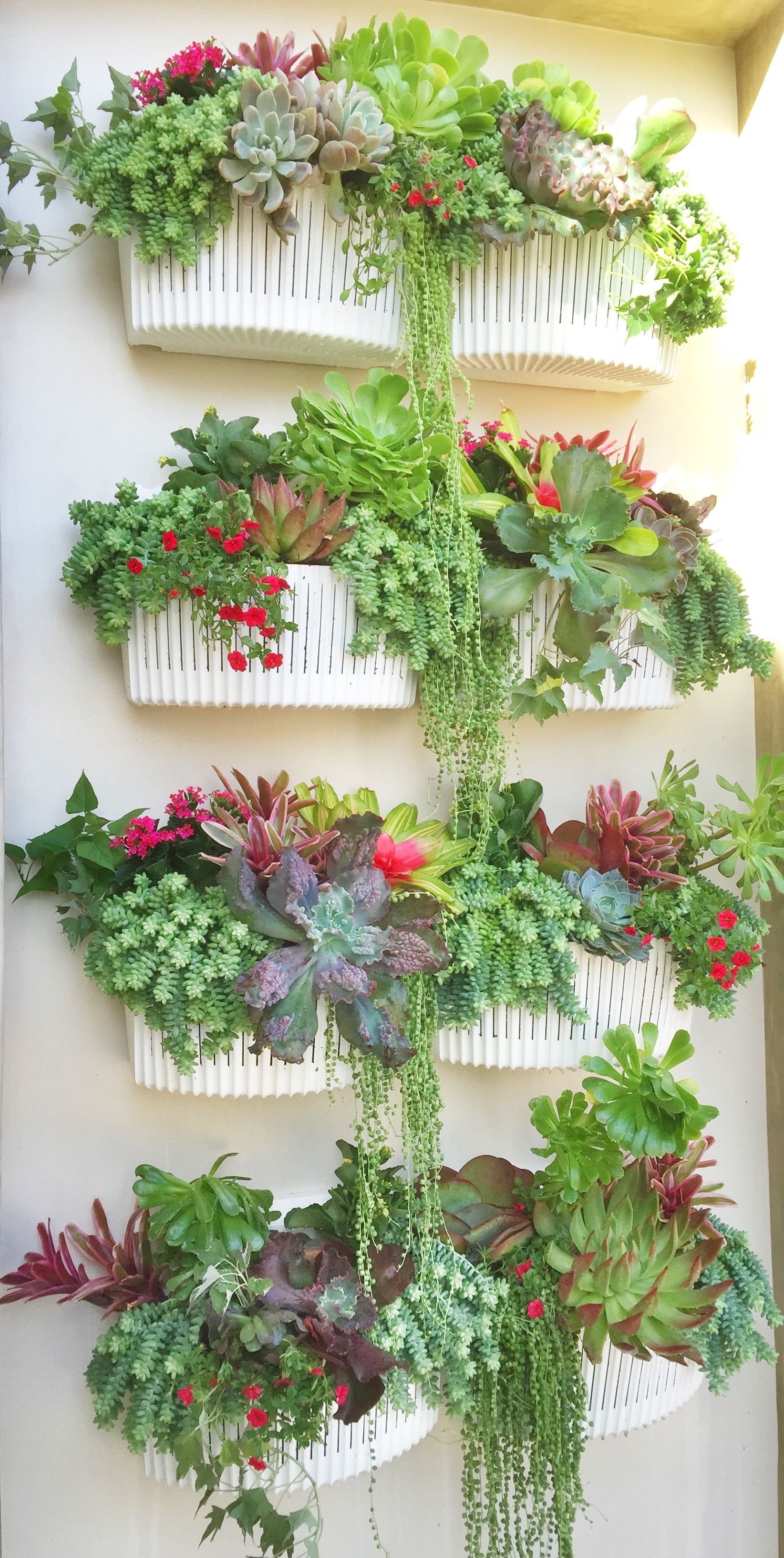 A wall-mounted garden featuring white planters filled with various succulents and trailing plants.