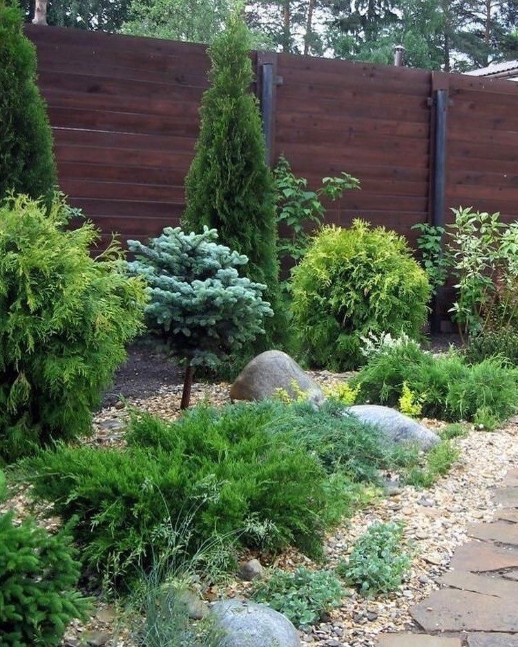 A landscaped garden with various evergreen shrubs and trees in shades of green and blue, set against a dark wooden fence.