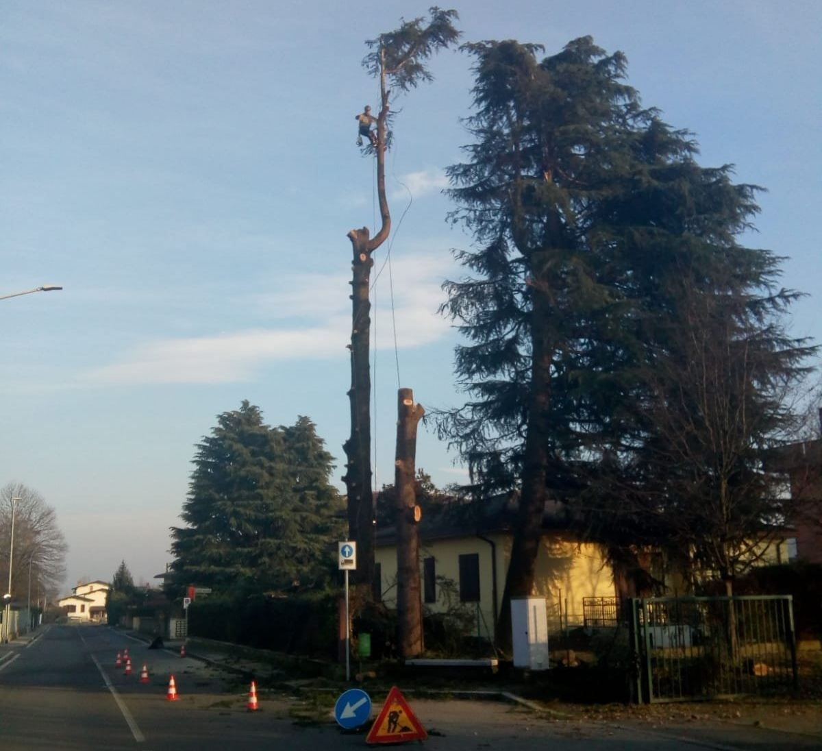 albero ad alto fusto