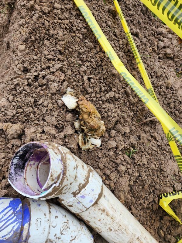 A frog is laying in the dirt next to some pipes.