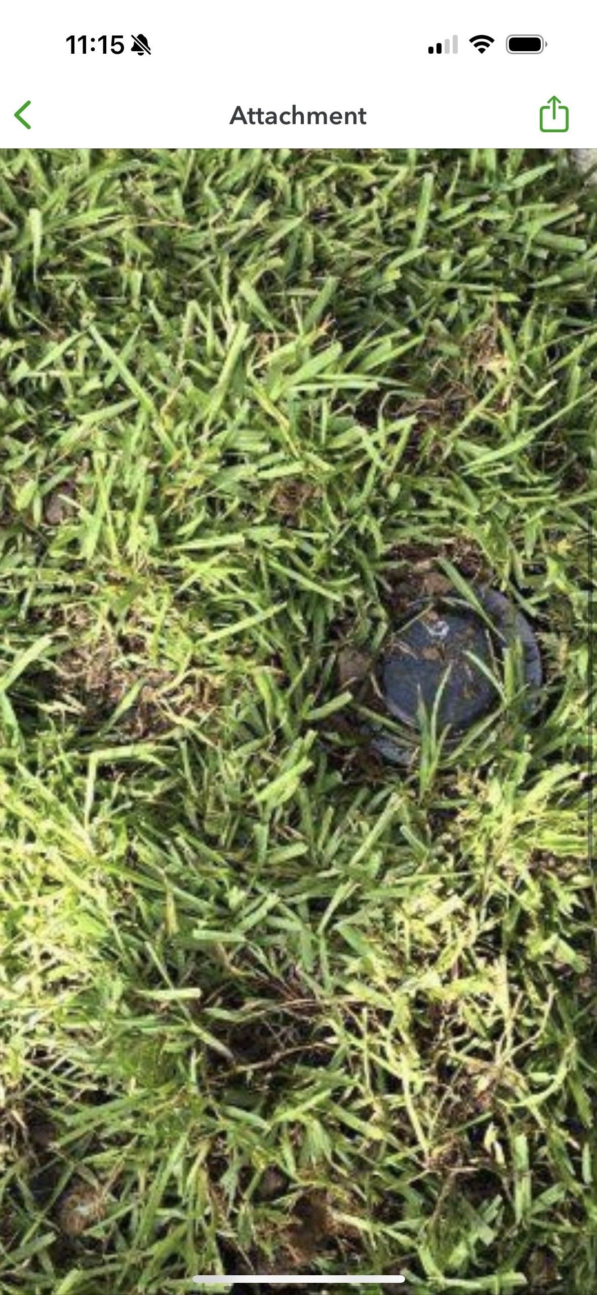 A close up of a lawn with a rock in the middle of it.
