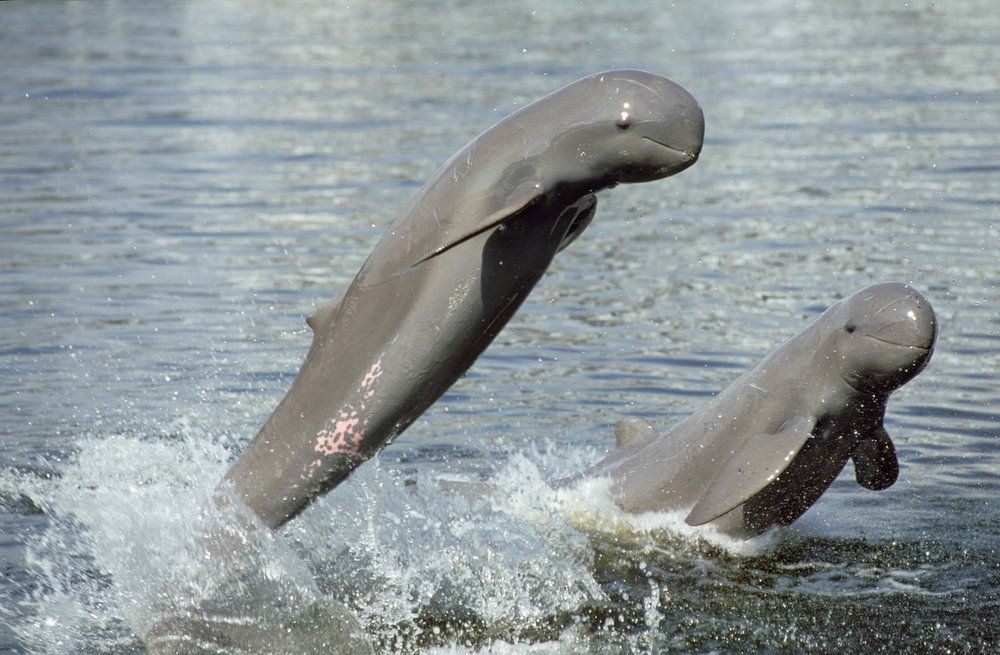Irrawaddy Dolphins in the mekong River
