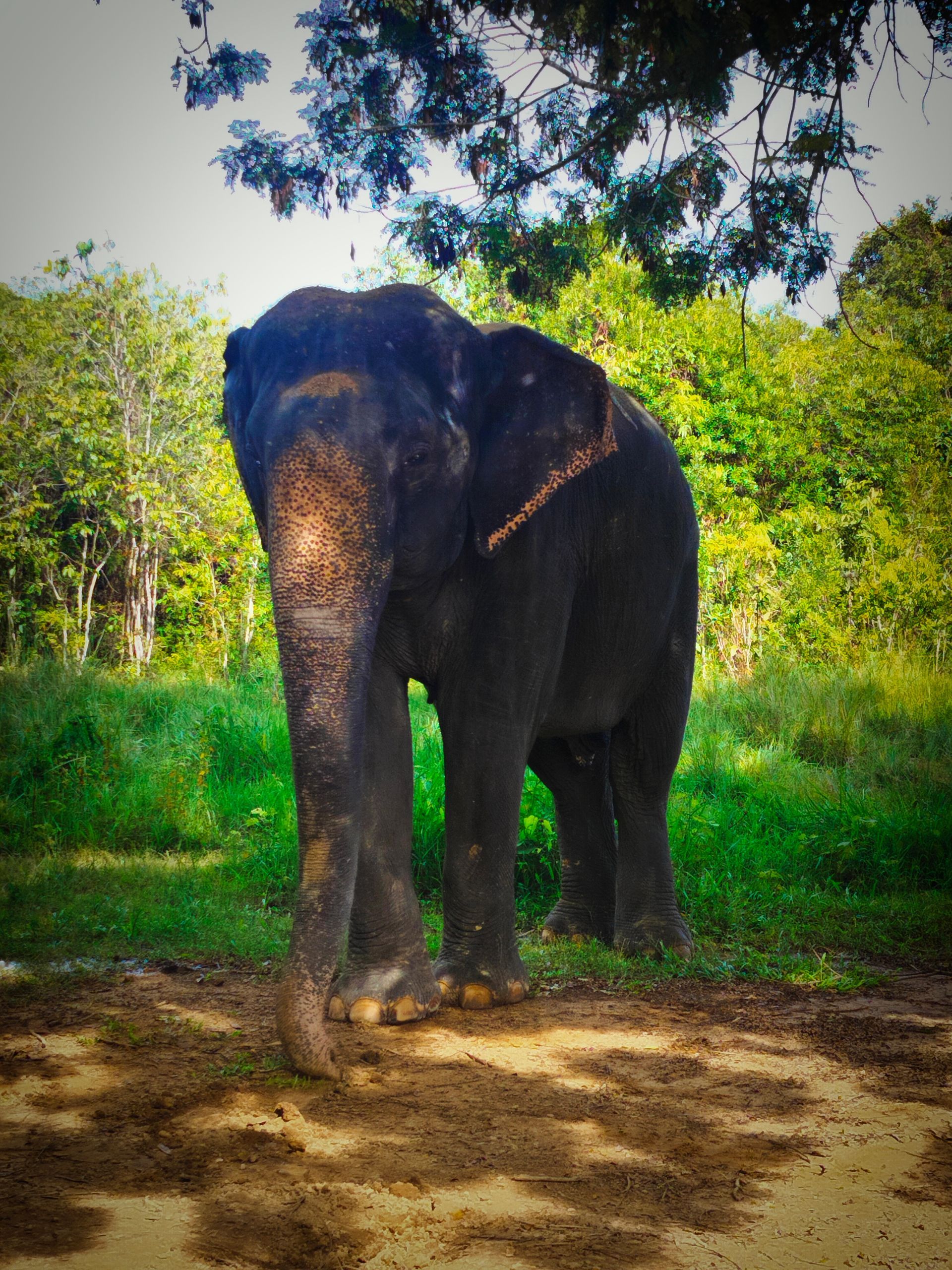 Asian Elephant Kulen forest 