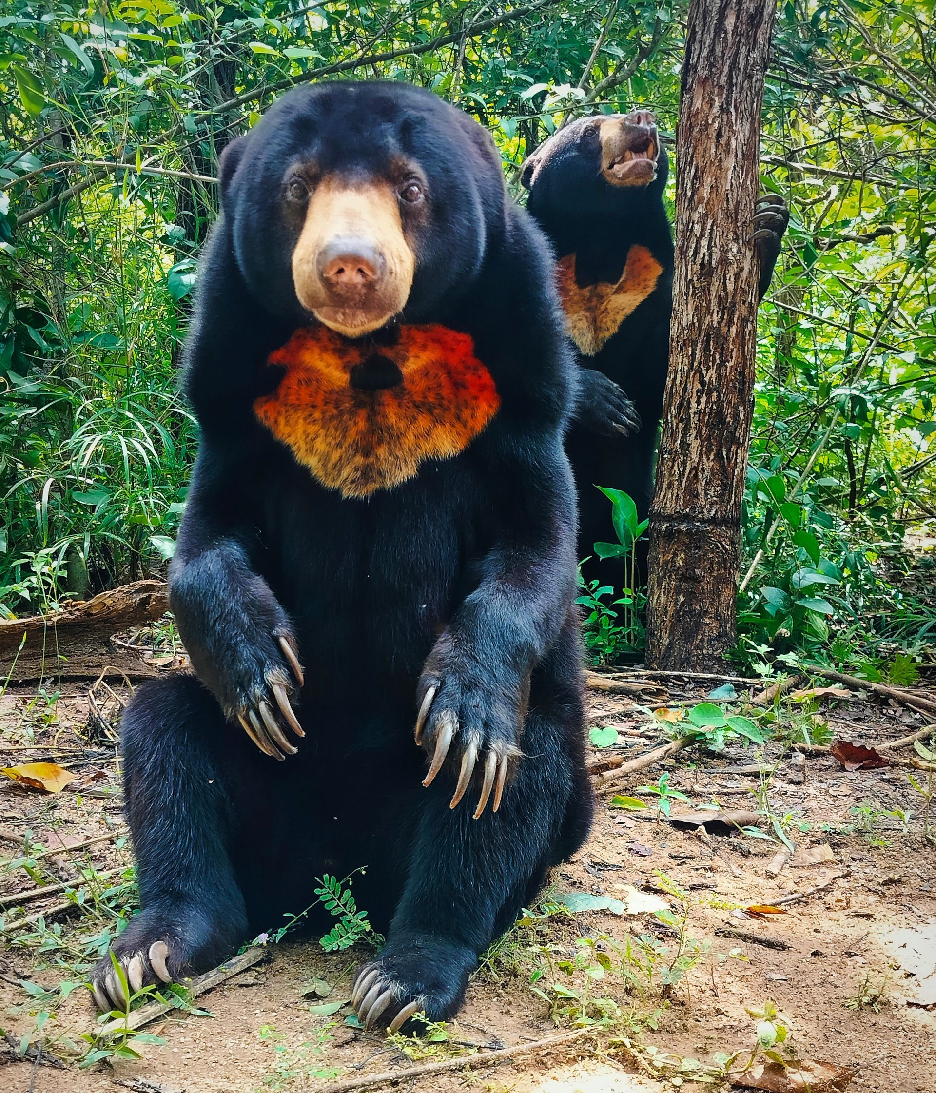 sun bears