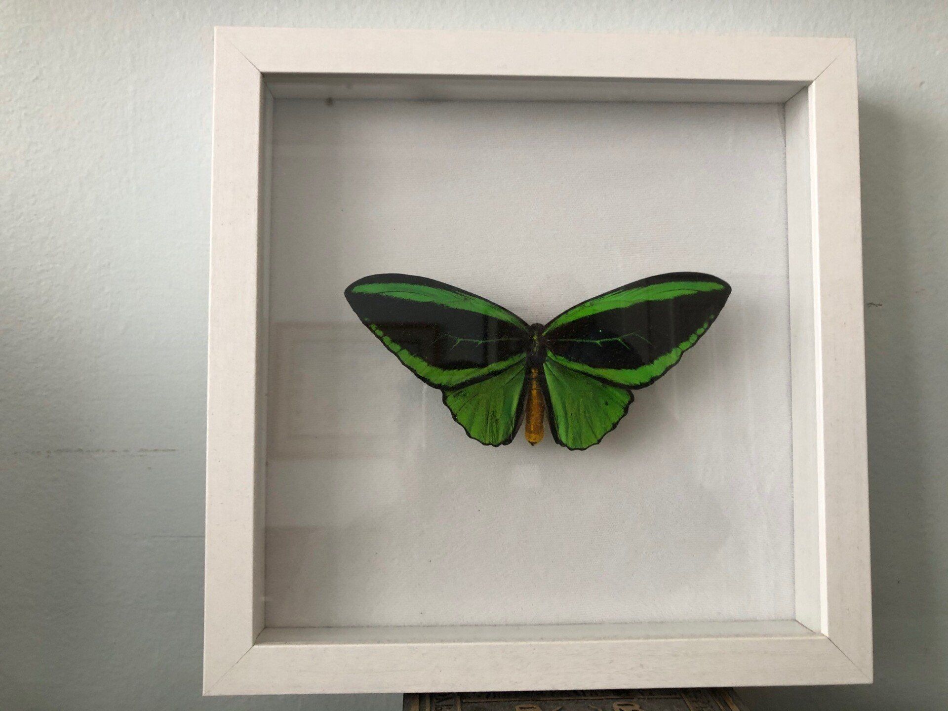 Blue Butterfly in Shadow Box — San Francisco, CA — Dr. Ulrich Burg, MD