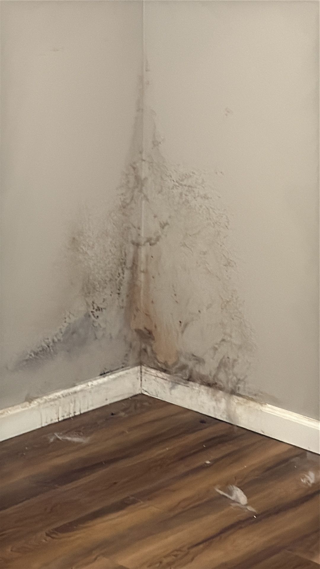 A corner of a room with dark, sprawling mold growth extending upward from the baseboard onto the light-colored walls.