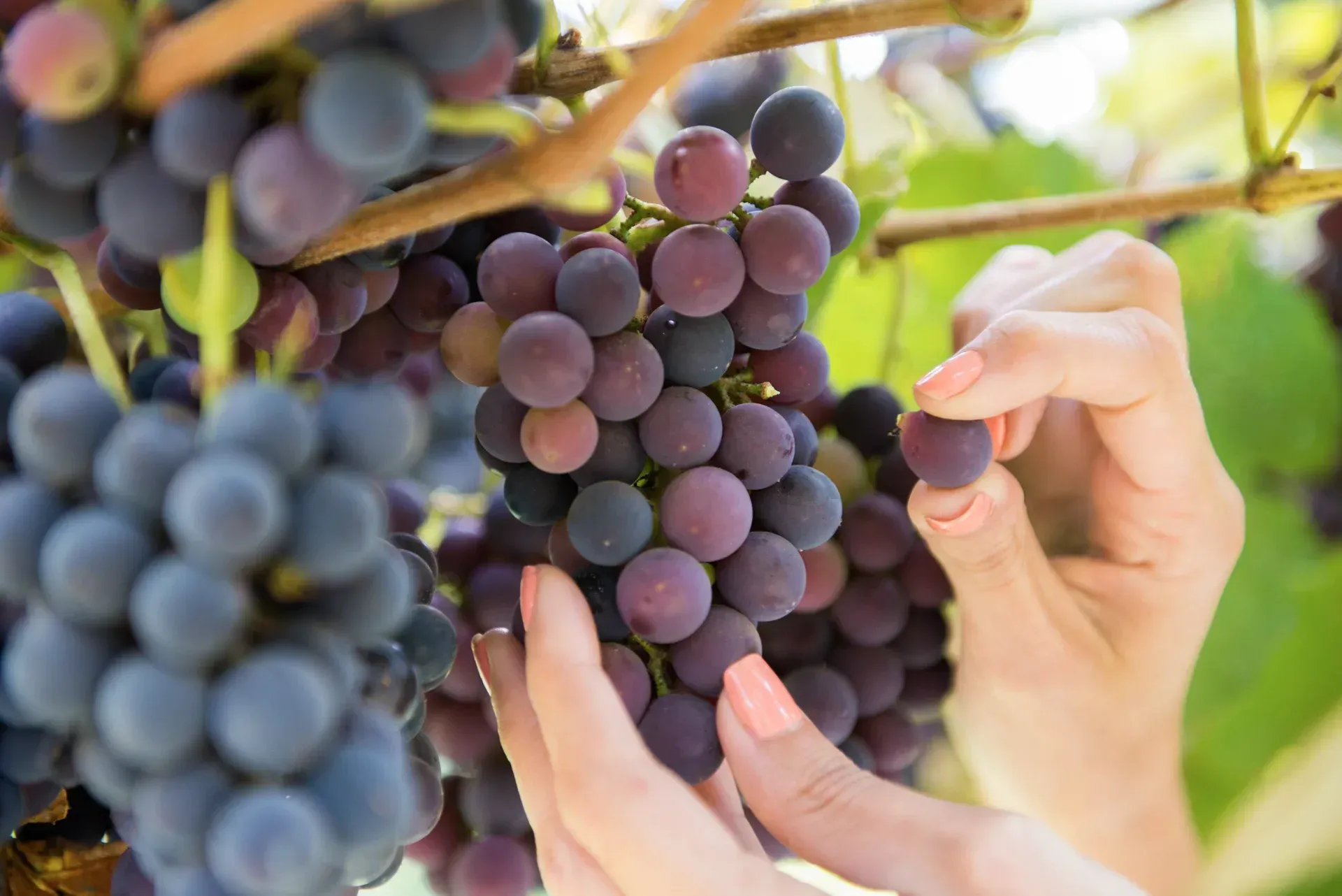 Uma mulher está colhendo uvas de uma videira em um vinhedo.