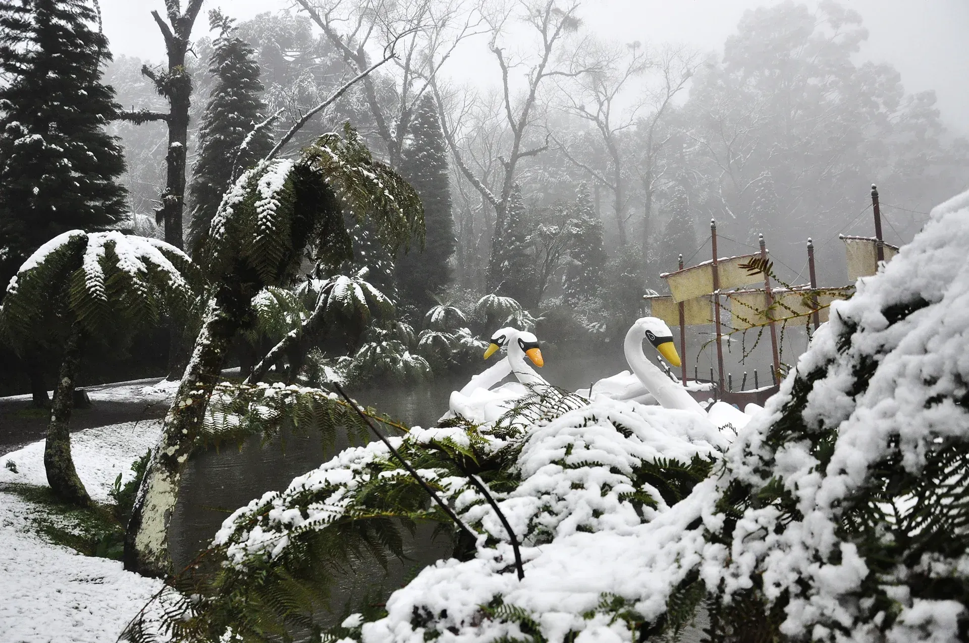 Um casal de cisnes está sentado na neve