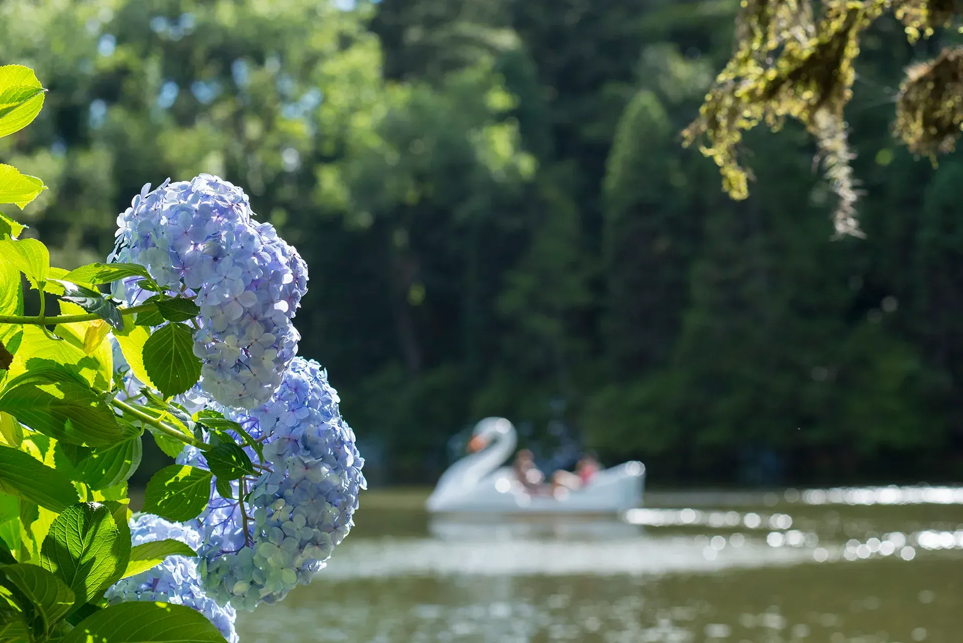 Um barco cisne está flutuando em um lago próximo a um arbusto com flores azuis.
