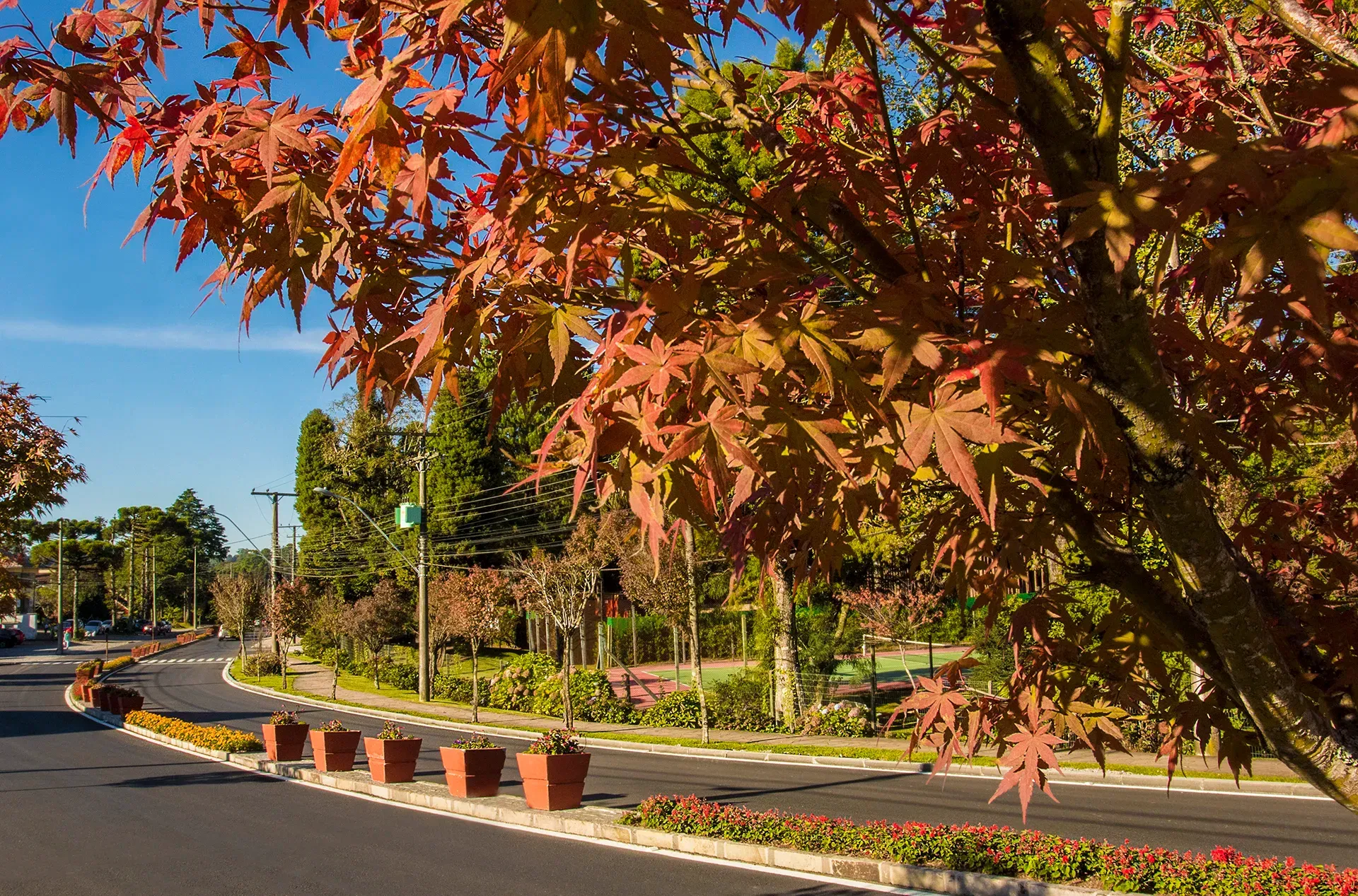 Uma árvore com folhas vermelhas está no meio de uma rua.