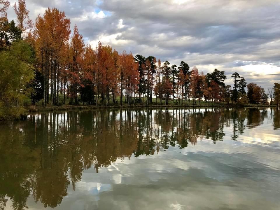 Trees with orange and brown leaves reflected in calm water under a cloudy sky.