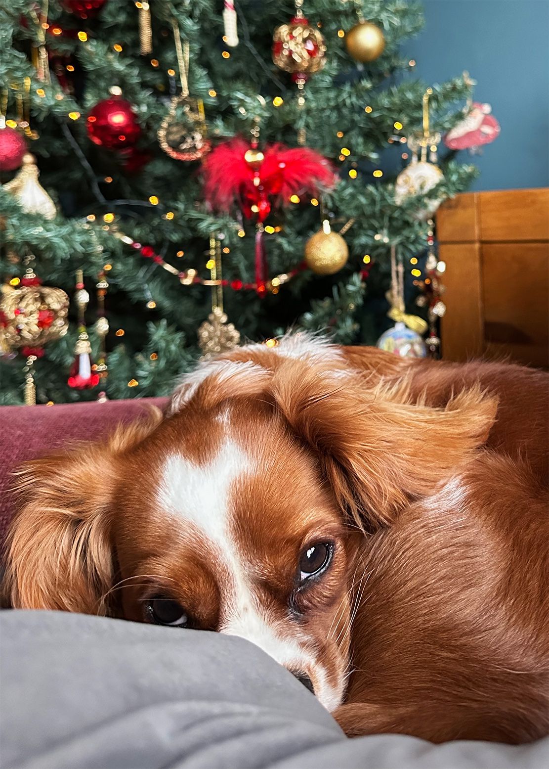 Small dog curled up in the sofa looking out of the image. In the background we see a decorated Christmas tree