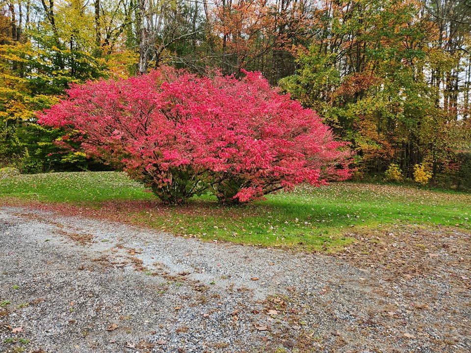 Red bush in fall foliage; green lawn, gravel path.