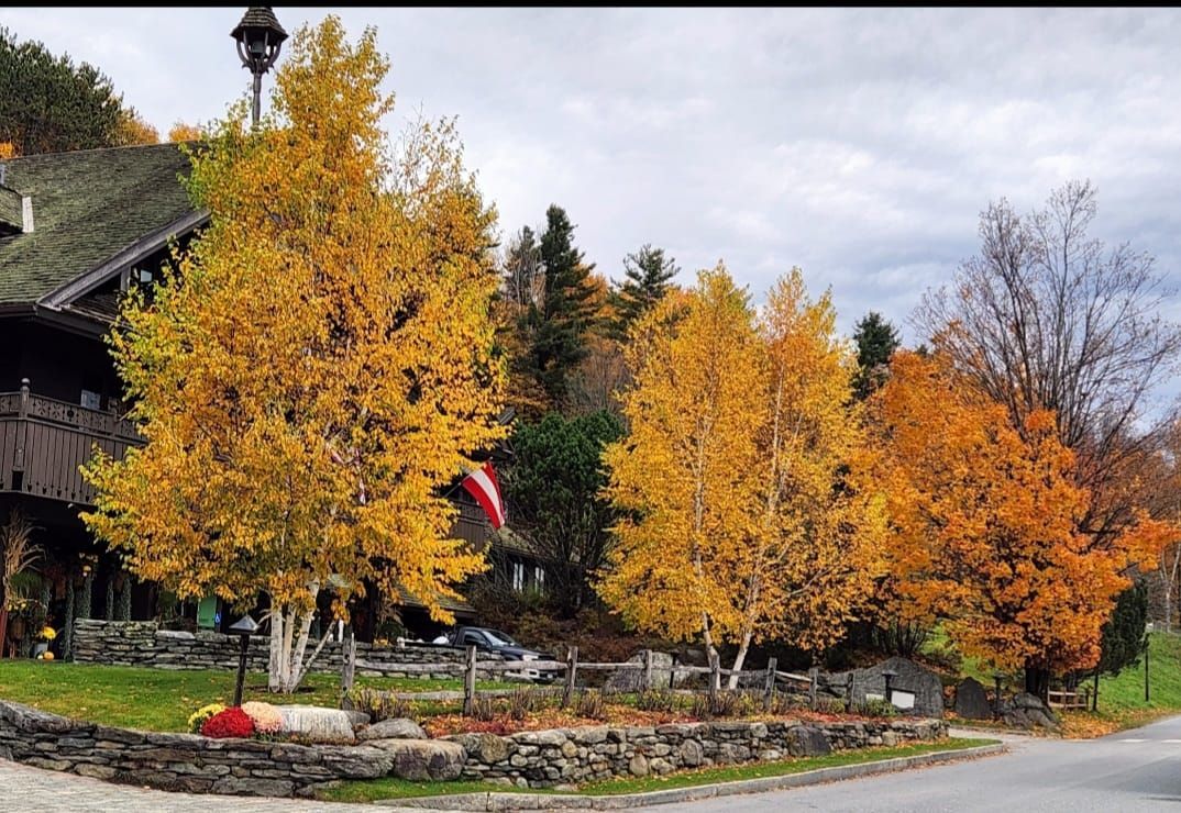 Trees with golden leaves in autumn near a building and stone wall; cloudy sky.