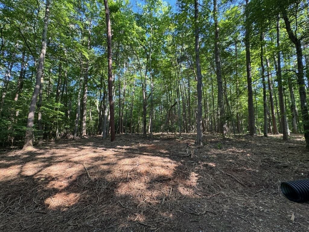 Forested area with trees and sunlight casting shadows on the ground covered in leaves.