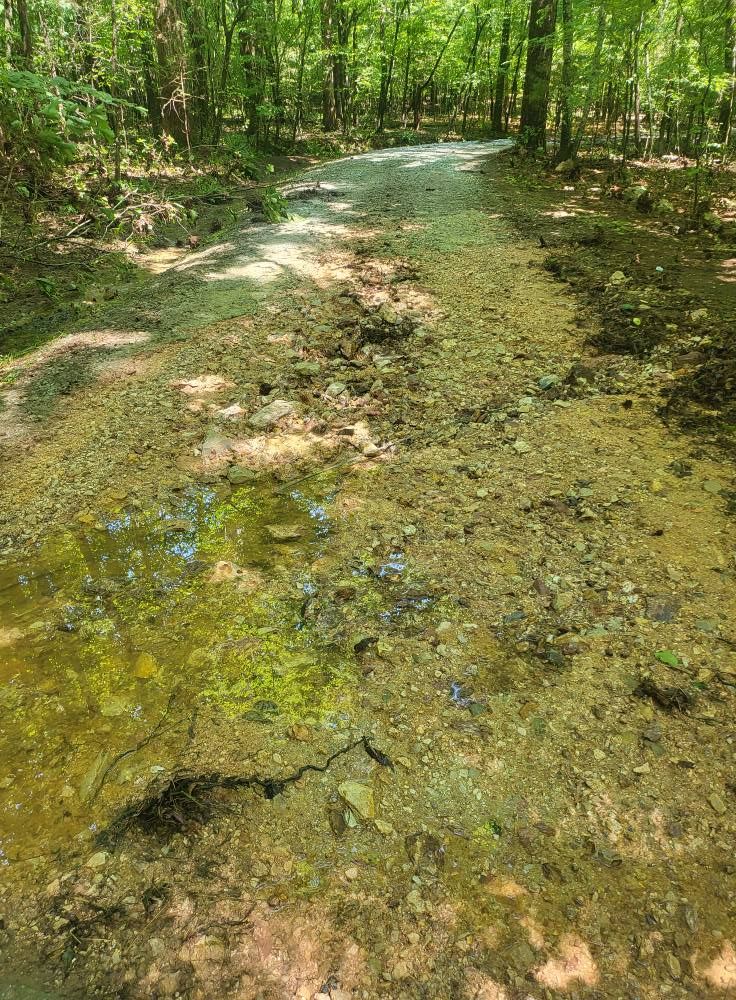 Dirt path in a sunlit forest, with puddles reflecting green algae and surrounding trees.